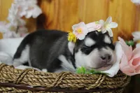 Freya , a female Siberian Husky for sale in Trenton, MO – 7 of 10