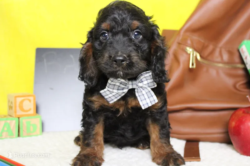 Toffee  – Cockapoo puppy for sale in Trenton, MO