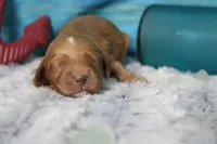 Sherbet , a male Cocker Spaniel and Poodle - Toy  for sale in Trenton, MO – 3 of 7