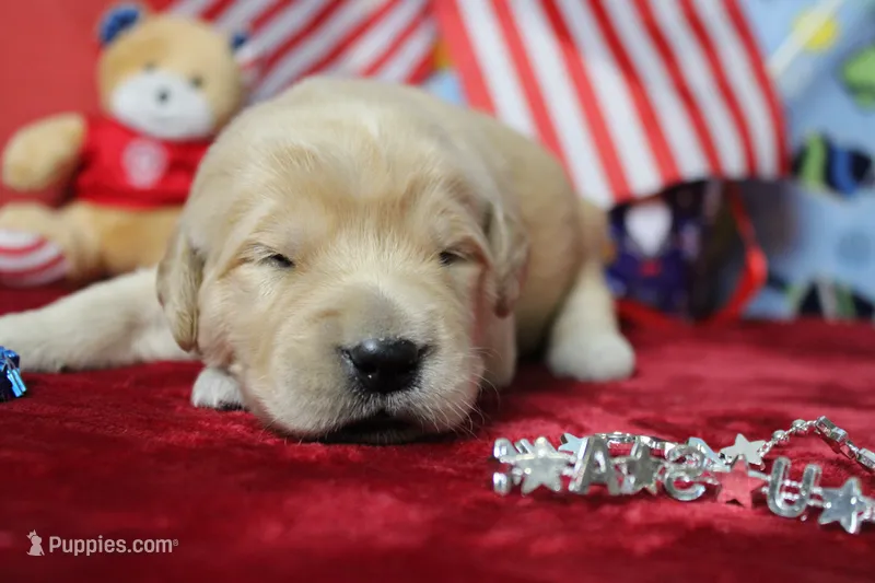 Challah  – Golden Retriever puppy for sale in Trenton, MO