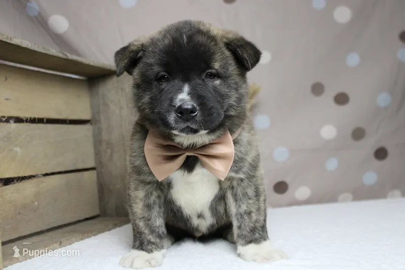 Macintosh – Akita puppy for sale in Trenton, MO