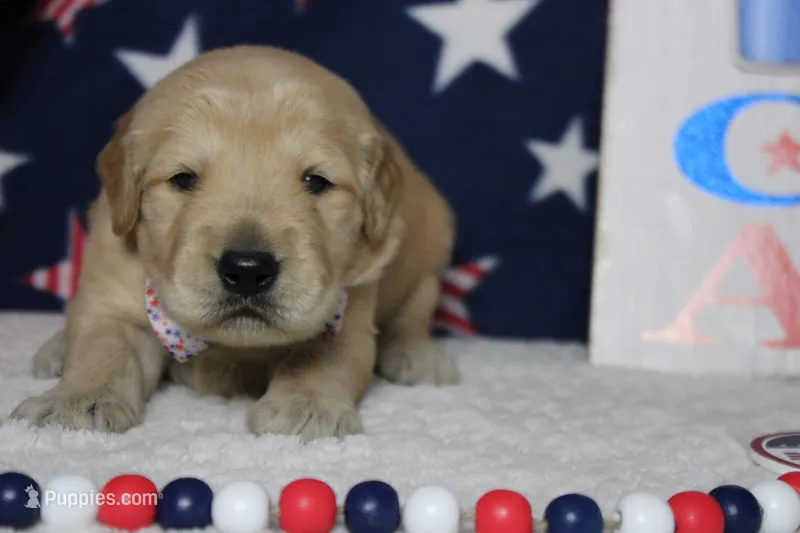Babka  – Golden Retriever puppy for sale in Trenton, MO