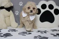 Charlie , a male Poodle - Toy  and Havapoo for sale in Trenton, MO – 2 of 7