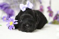 Hazel , a female Poodle - Toy  for sale in Trenton, MO – 4 of 8