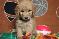 Meatball , a male Goldendoodle for sale in Trenton, MO – 2 of 10