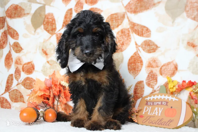 Toffee  – Cockapoo puppy for sale in Trenton, MO