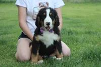 Moose , a male Bernese Mountain Dog for sale in Trenton, MO – 3 of 10