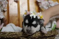 Freya , a female Siberian Husky for sale in Trenton, MO – 3 of 10