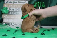 Crush, a male Miniature Goldendoodle for sale in Trenton, MO – Photo 5 of 6