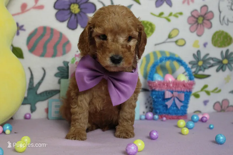 Crush – Miniature Goldendoodle puppy for sale in Trenton, MO