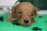 Crush, a male Miniature Goldendoodle for sale in Trenton, MO – Photo 1 of 6