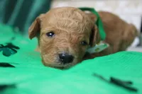 Crush, a male Miniature Goldendoodle for sale in Trenton, MO – Photo 2 of 6