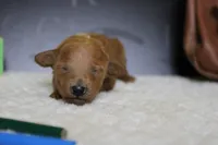 Tangerine, a female Poodle - Miniature  for sale in Trenton, MO – 2 of 6