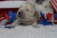 Focaccia , a male Golden Retriever for sale in Trenton, MO – 2 of 10
