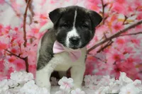 Jonathon , a male Akita for sale in Trenton, MO – 5 of 9