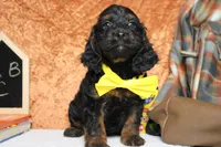 Toffee , a male Cockapoo for sale in Trenton, MO – 3 of 6