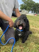 Maverick, a male Poodle - Toy  and Miniature Bernedoodle for sale in Trenton, MO – 2 of 5