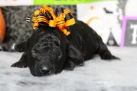 Sydney , a female Poodle - Toy  for sale in Trenton, MO – 6 of 10