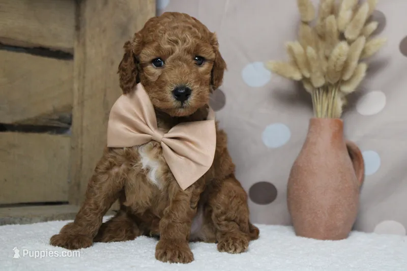 Seville – Poodle - Miniature  puppy for sale in Trenton, MO