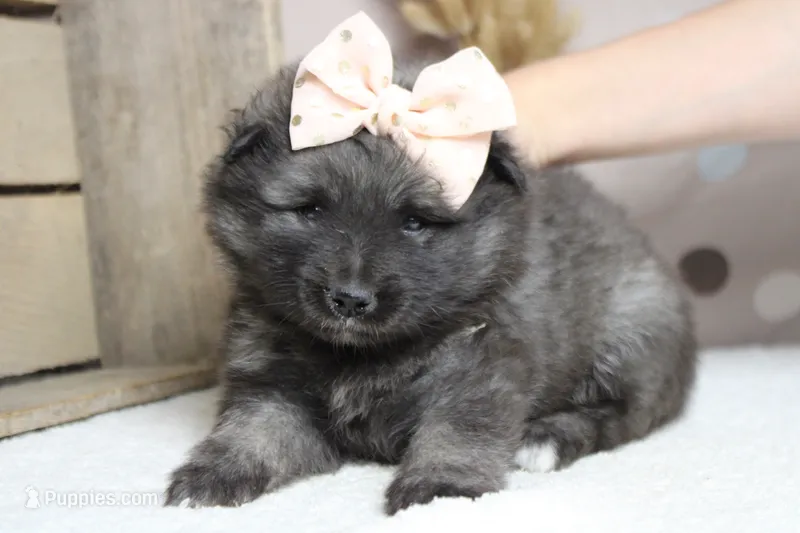 Anna  – Keeshond puppy for sale in Trenton, MO