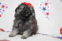 Anna , a female Keeshond for sale in Trenton, MO – 3 of 10
