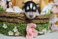 Koda , a male Siberian Husky for sale in Trenton, MO – 3 of 10