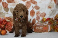 Seville, a male Poodle - Miniature  for sale in Trenton, MO – 4 of 8