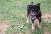 Bergamont , a male Siberian Husky and Miniature Aussiedoodle for sale in Trenton, MO – 7 of 9