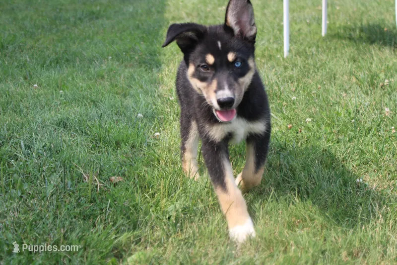 Dahlia  – Siberian Husky, Miniature Aussiedoodle puppy for sale in Trenton, MO