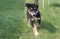 Dahlia , a male Siberian Husky and Miniature Aussiedoodle for sale in Trenton, MO – 1 of 9