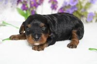 Phantom , a male Poodle - Toy  for sale in Trenton, MO – 4 of 8