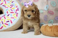 Maddie, a female Cockapoo for sale in Trenton, MO – 4 of 7