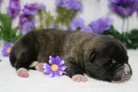 Braeburn, a male Akita for sale in Trenton, MO – Photo 8 of 9