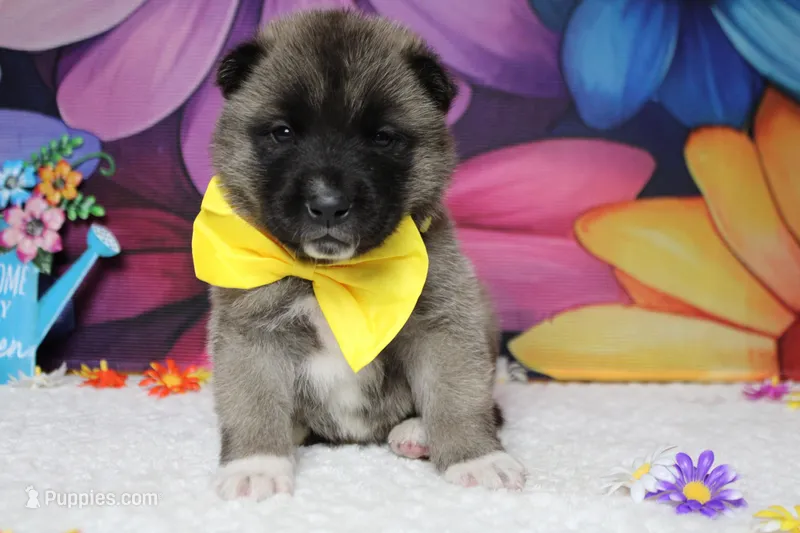 Braeburn – Akita puppy for sale in Trenton, MO