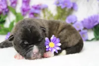 Braeburn, a male Akita for sale in Trenton, MO – Photo 7 of 9