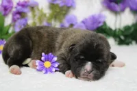 Braeburn, a male Akita for sale in Trenton, MO – Photo 9 of 9