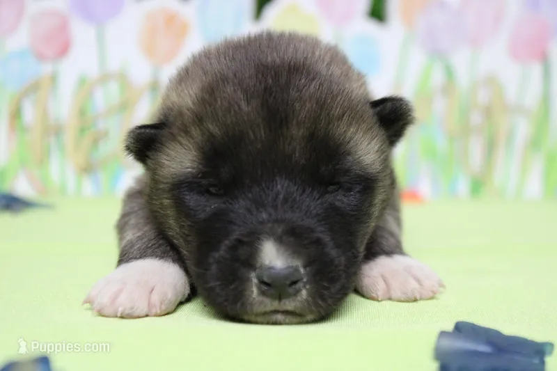 Braeburn – Akita puppy for sale in Trenton, MO