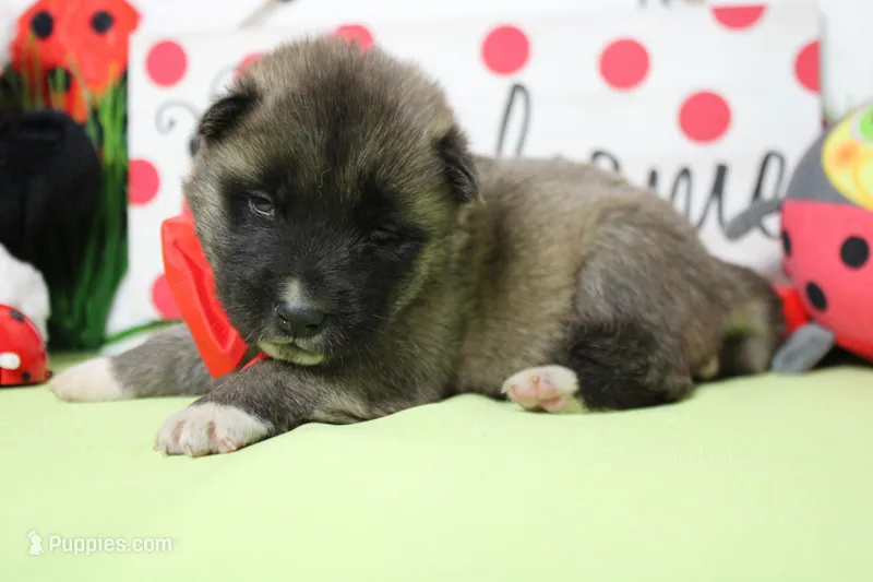 Braeburn – Akita puppy for sale in Trenton, MO