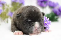 Braeburn, a male Akita for sale in Trenton, MO – Photo 4 of 9