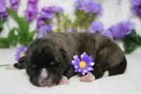 Braeburn, a male Akita for sale in Trenton, MO – Photo 6 of 9