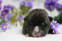 Braeburn, a male Akita for sale in Trenton, MO – Photo 3 of 9