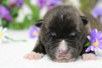 Braeburn, a male Akita for sale in Trenton, MO – Photo 5 of 9