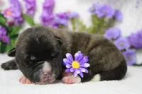 Braeburn, a male Akita for sale in Trenton, MO – Photo 1 of 9