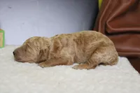 Gnocchi, a male Miniature Goldendoodle for sale in Trenton, MO – 6 of 8