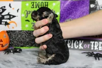Marco , a male Poodle - Toy  for sale in Trenton, MO – 9 of 9