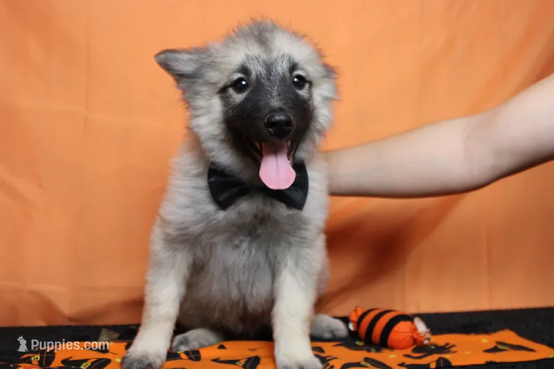 Conner – Keeshond puppy for sale in Trenton, MO
