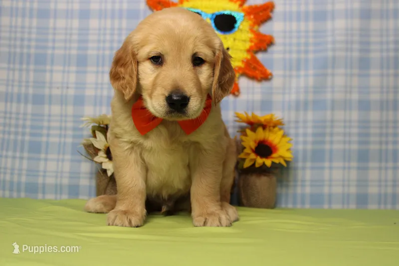 Babka  – Golden Retriever puppy for sale in Trenton, MO