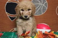 Meatball , a male Goldendoodle for sale in Trenton, MO – 3 of 10