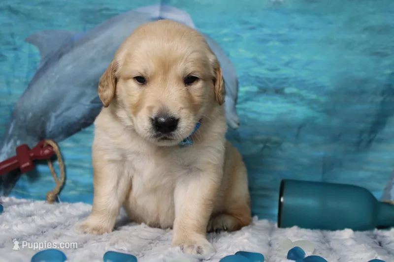 Pumpernickel  – Golden Retriever puppy for sale in Trenton, MO