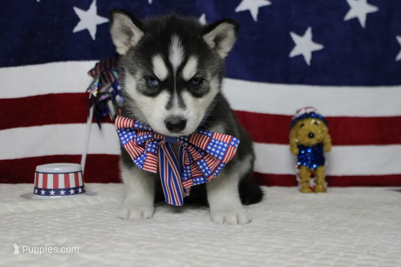 Koda  – Siberian Husky puppy for sale in Trenton, MO